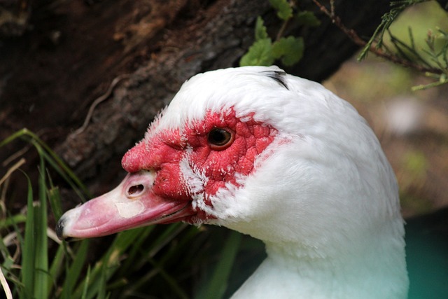 为法国队创 为法国队创